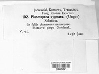 Plasmoverna pygmaea image